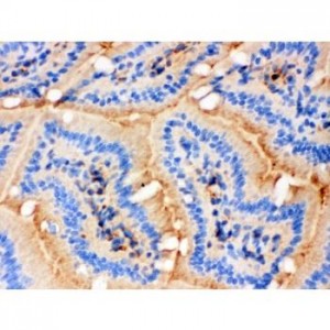 Actin Antibody (monoclonal)