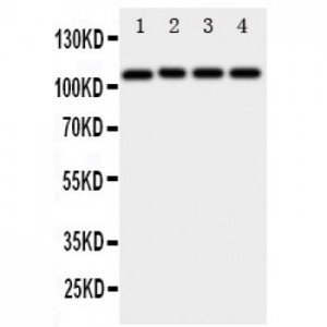 ADAM19 Antibody