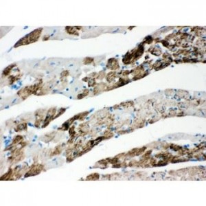 AIF  Antibody