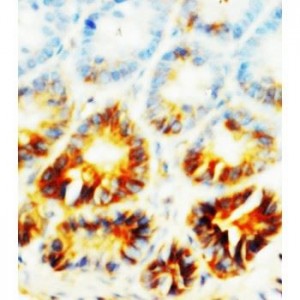 Alkaline Phosphatase Antibody