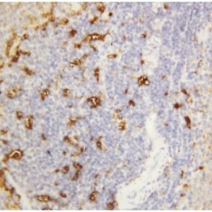 Alpha Amylase 1 Antibody