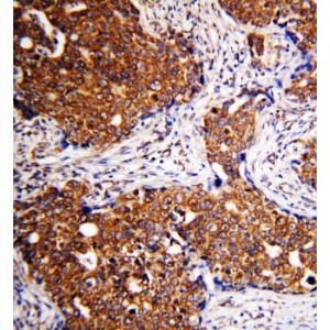 alpha Lactalbumin Antibody