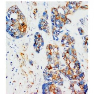alpha-Tubulin Antibody (monoclonal)