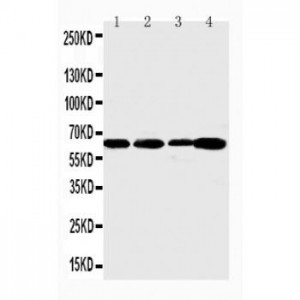 Angiopoietin 1 Antibody