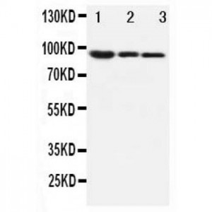 beta Catenin Antibody