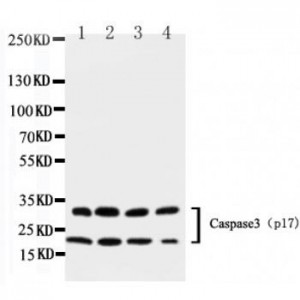 Caspase-3(P17) Antibody