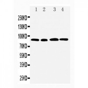 CD168 Antibody