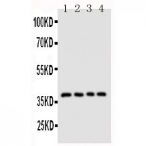 CD1d Antibody
