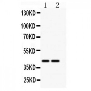 CD244 Antibody
