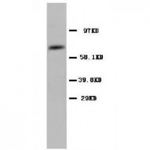 COX1/Cyclooxygenase 1 Antibody