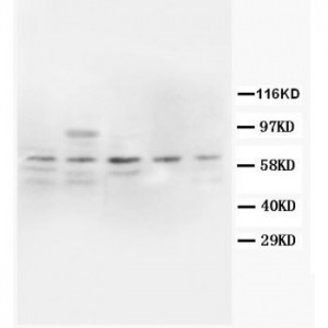 COX2/Cyclooxygenase 2 Antibody