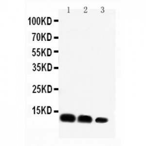 CXCL16 Antibody