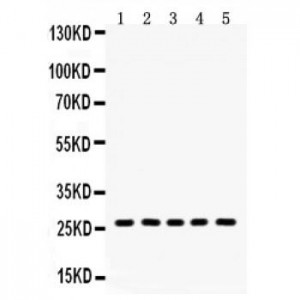 ERAB Antibodyd&trade; Antibody