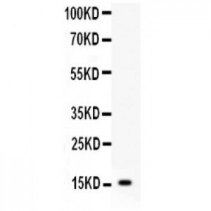 Galectin 1  Antibody