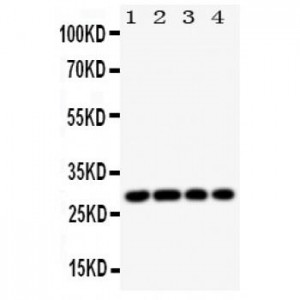 HLA DMB Antibody
