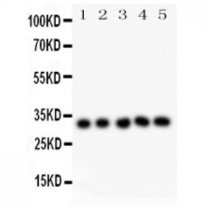 HMOX1  Antibody