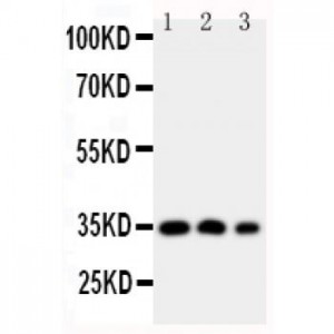 HOXA4 Antibody