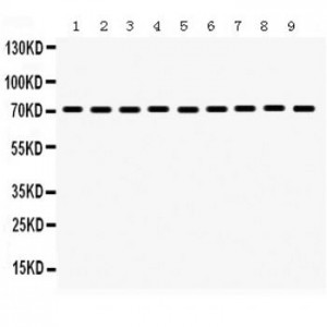 Hsc70  Antibody