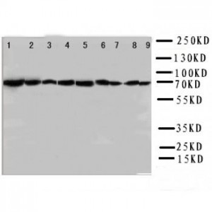 Hsc70 Antibody