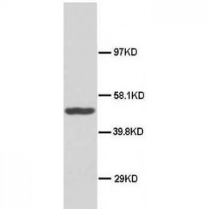 Hsp40 Antibody