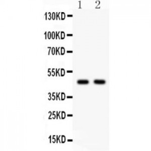Hsp47  Antibody