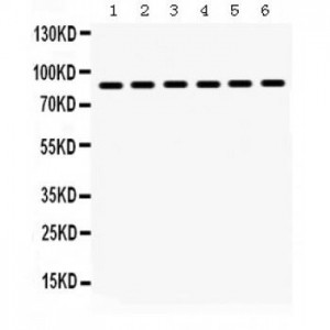 Hsp90 alpha  Antibody