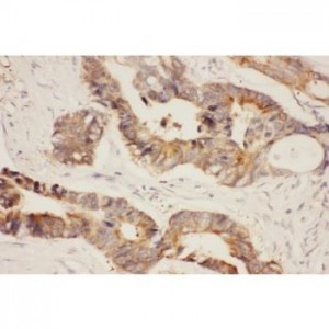 Hsp90 alpha  Antibody