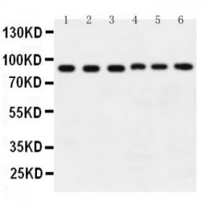 Hsp90 alpha Antibody