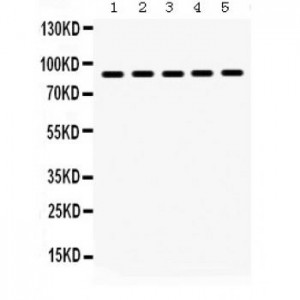 Hsp90 beta  Antibody
