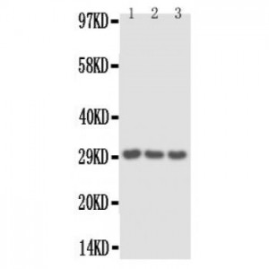 IL1 alpha Antibody