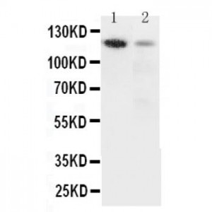 Integrin alpha 3 Antibody