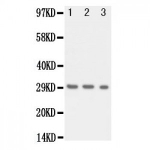 Kallikrein 1 Antibody