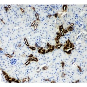 Kallikrein 1 Antibody