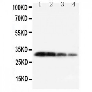 Kallikrein 1 Antibody