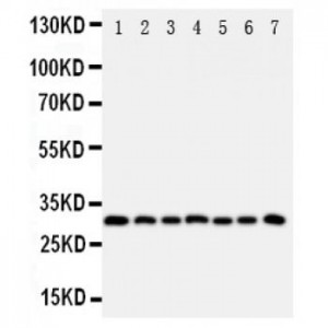 Kallikrein 11 Antibody