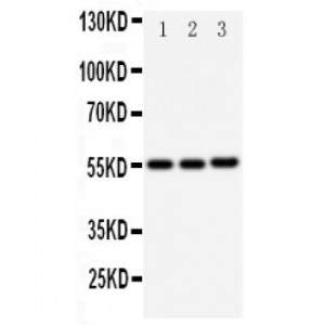 Kallikrein 2 Antibody