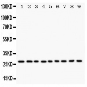 Kallikrein 6 Antibody