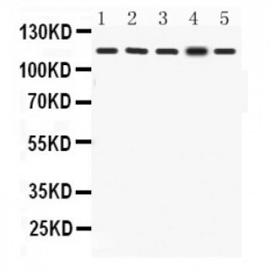 KAT13D/CLOCK Antibody