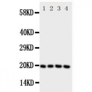 LCN1 Antibody