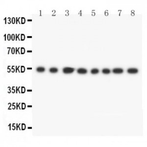 Lipoamide Dehydrogenase Antibody