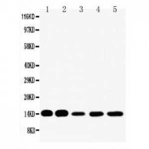 liver FABP Antibody
