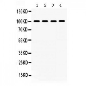 MAPK6  Antibody