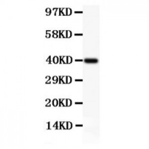 MCL1  Antibody