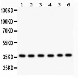 Rad51  Antibody