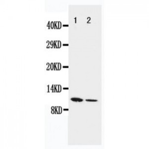 Resistin Antibody