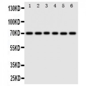 splicing factor 1 Antibody