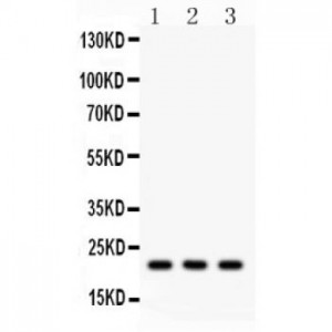 Syndecan 4  Antibody
