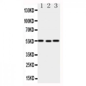 XIAP Antibody