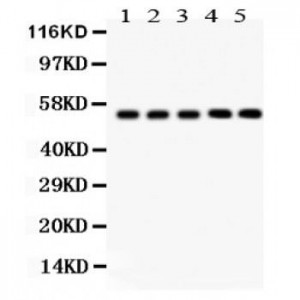 YB1  Antibody