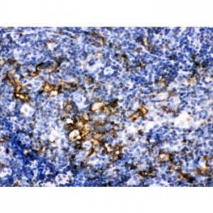 Iba1 Antibody